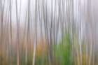 USA-Washington State-Seabeck Alder forest abstract Art Print